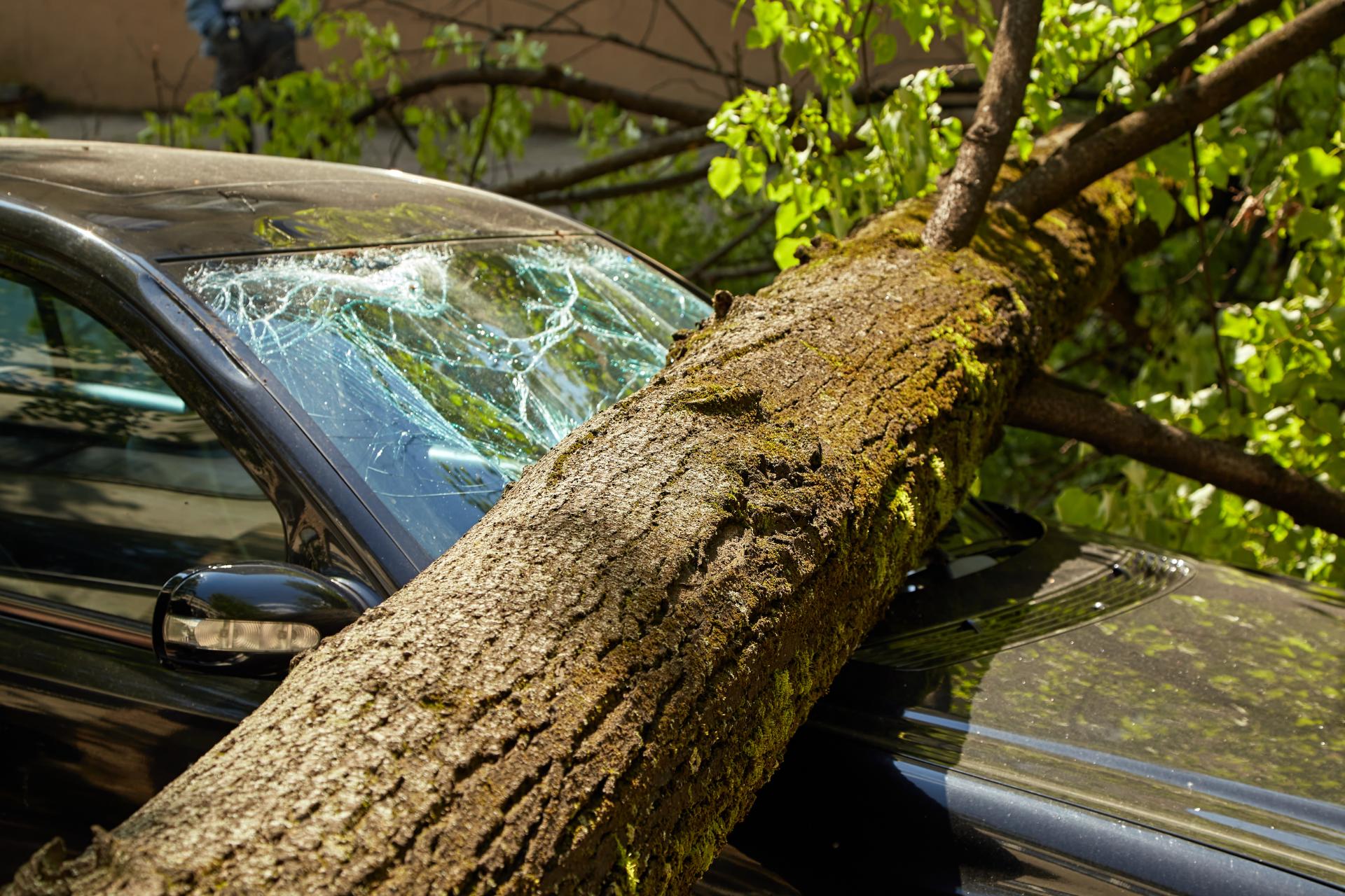 A car is damaged by a fallen tree.